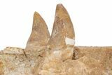 Fossil Primitive Whale (Basilosaur) Upper Jaw Section - Morocco #217826-6